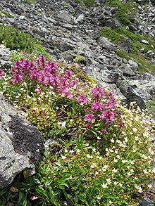 Alpenflora im Akaishi-Gebirge