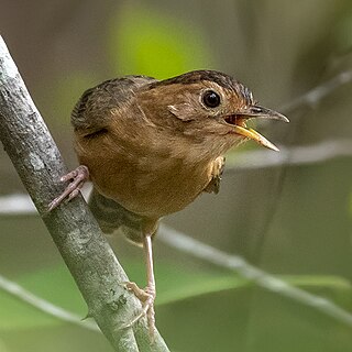 <span class="mw-page-title-main">Brown-capped babbler</span> Species of bird