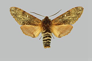 <i>Pentateucha curiosa</i> Species of moth