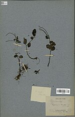 Thumbnail for Peperomia thorelii