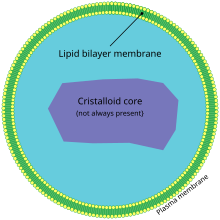 Microbody Structure - A Peroxisome Peroxisome.svg