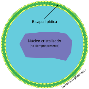 Citoplasma