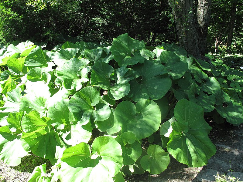 File:Petasites japonicus 15-p.bot-peta.japo-1.jpg