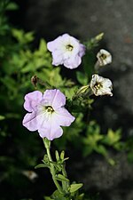 Vignette pour Petunia