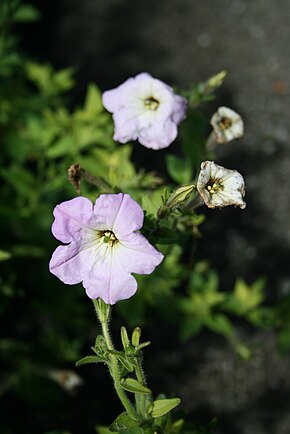 Описание изображения Petunia_axillaris.JPG.