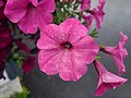 Petunia flowers found growing in Boothbay, Maine