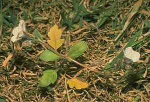 Phacelia insularis insularis.jpg