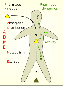 Summary of pharmacokinetics and pharmacodynamics. Pharmacokinetics and Pharmacodynamics.svg