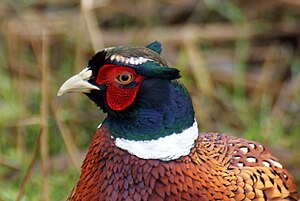 Portrait of a pheasant cock with the typical "feather ears"