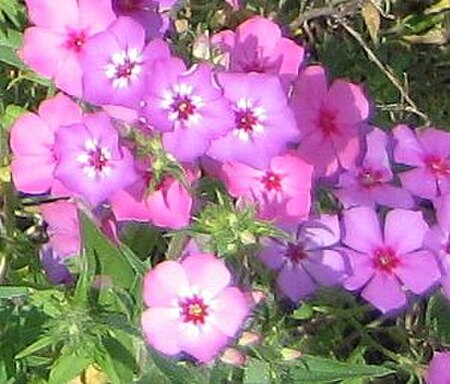 Phlox drummondii - Fl3.jpg