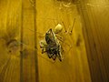 Pholcus phalangioides capturando outra aranha.