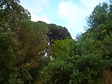 Català: Pi Pinyoner de Can Candeler. Masia Can Candeler (Sant Just Desvern). ca:Pinus pinea. This is a a photo of a protected or outstanding tree in Catalonia, Spain, with id: MA-082212/AIL-01-2013 Object location 41° 23′ 26.08″ N, 2° 04′ 48.09″ E  View all coordinates using: OpenStreetMap