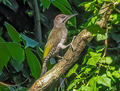 Young Picus viridis