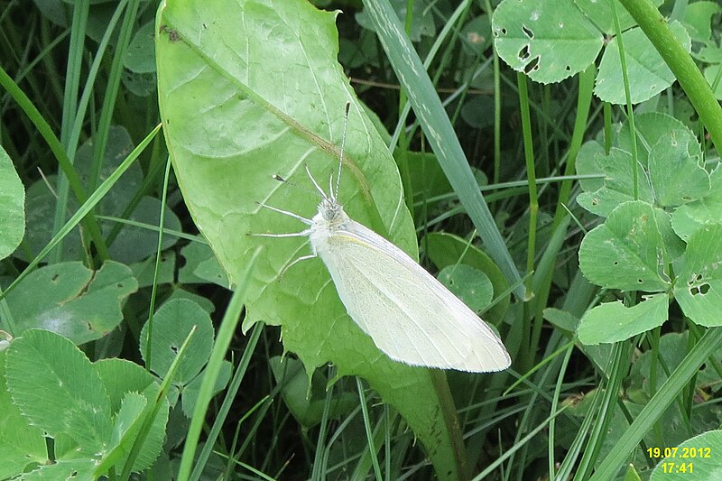 File:Pieris (7837453116).jpg