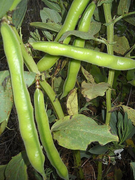 File:PikiWiki Israel 30880 Green Bean.JPG