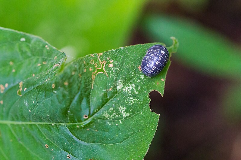 File:Pillbug (29025988792).jpg