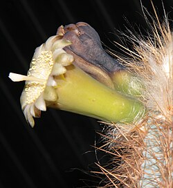 Pilosocereus estevesii P.J.Braun flower.jpg