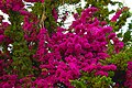 Bougainvillea (species?).