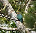 Pink-spotted Fruit-Dove. Ptilinopus perlatus (48704843616).jpg