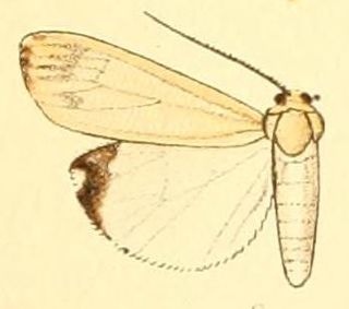 <i>Utetheisa lactea</i> species of insect