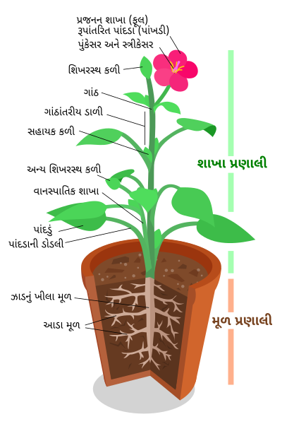 File:Plant-gu.svg