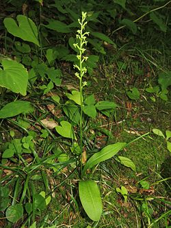 Platanthera ussuriensis 2.JPG
