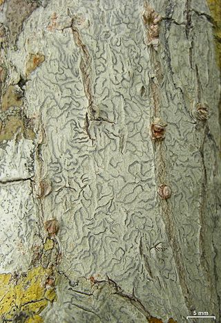 <i>Platygramme</i> Genus of lichen-forming fungi