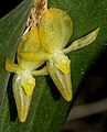 Pleurothallis apopsis