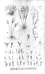 Pleurothallis quadridentata (as Pleurothallis mouraei var. brevifolia)-Pl. pterophora-Lepanthes helicocephala-Barbosella gardneri (as Restrepia gardneri) - Fl.Br.3-4-121.jpg