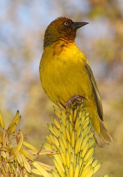 File:Ploceus capensis -Johannesburg, South Africa -male-8.jpg