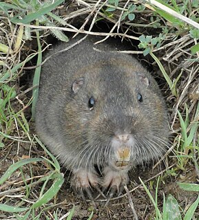 Pocket gophers, commonly referred to as just gophers, are burrowing rodents of the family Geomyidae. The roughly 35 species are all endemic to North and Central America. They are commonly known for their extensive tunneling activities and their ability to destroy farms and gardens.