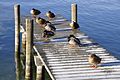 English: Anas platyrhynchos on a jetty Deutsch: Stockenten auf einem Landungssteg