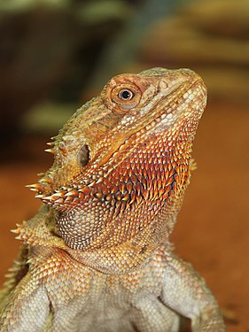 Pogona vitticeps