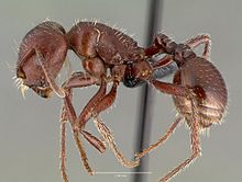 Pogonomyrmex apache casent0006284 профиль 1.jpg