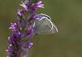 Polyommatus daphnis Meleager's Blue Çokgözlü Dafnis