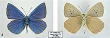 Polyommatus karindus saravandi muž horní strana (vlevo) a spodní strana (vpravo) .jpg