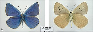 <i>Polyommatus karindus</i> Species of butterfly