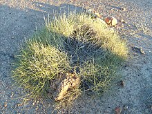 Porcupine grass, a species of Triodia Porcupine grass (3070916922).jpg