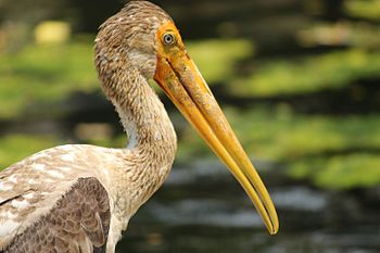 Portrait of a Juvenile Painted Stork.jpg