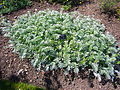 Potentilla anserina 'silver weed' 2007-06-02 (plant).jpg