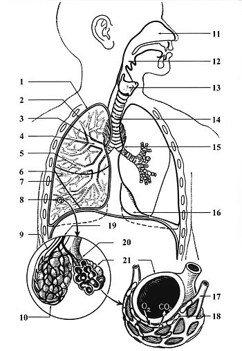 1. Schéma simplifié de l'appareil respiratoire ; l'air contenu dans les