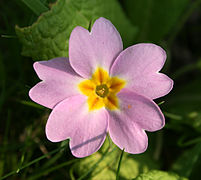 Primula