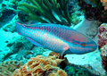 Princess-parrotfish.png