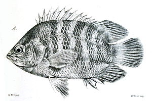 Pristolepis fasciata.jpg