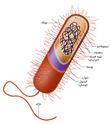 File:Prokaryote cell-fa.svg