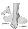 pronatie en supinatie van de voet