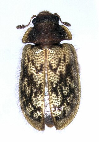 <i>Protopeltis</i> Genus of beetles