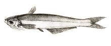 Miniatuur voor Eutropiichthys murius