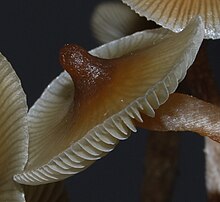The cap of Psilocybe makarorae is acutely papillate. Psilocybe angulospora 14909.jpg