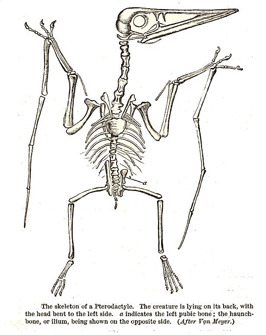 Het vouwmechanisme in werking bij Pterodactylus